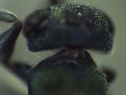 Hedychridium (roseum)